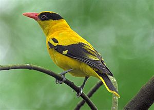 Black-naped Oriole.jpg