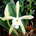 Brassavola glauca