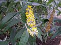 Buddleja asiatica