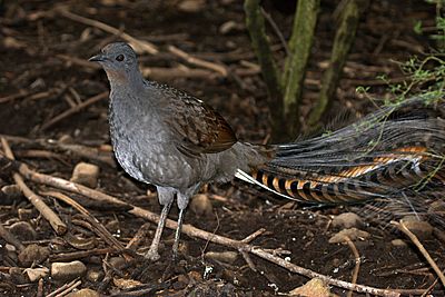 CSIRO ScienceImage 10356 Superb Lyrebird