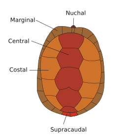 Carapax