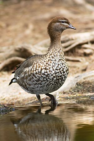 Chenonetta jubata female 2.jpg