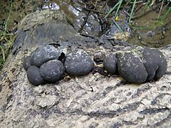 Collection of cramp balls.JPG