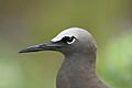 Common Noddy head