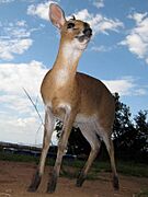 Common duiker, Uganda