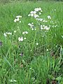 Cuckoo flower Wiltshire