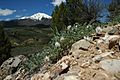 Deseret milkvetch (Astragalus desereticus) (44458352965)