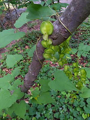 Dioscorea villosa vine