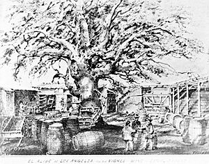 ElAliso treepre1875drawing