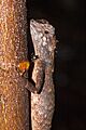 Eliot's forest lizard