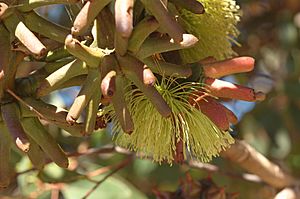 Eucalyptus-20070325-011