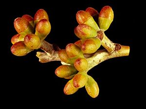 Eucalyptus carnei buds