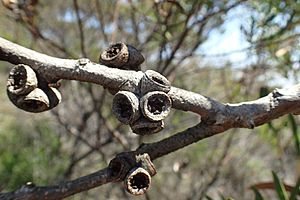 Eucalyptus conglobata fruit (2)