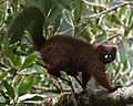 Eulemur rubriventer 001