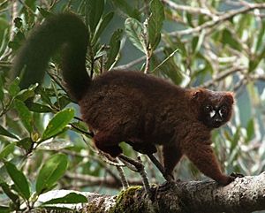 Eulemur rubriventer 001.jpg