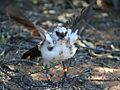 Fledgling beg