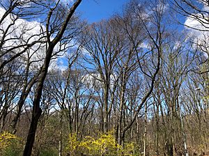 Forest Park in Early Spring