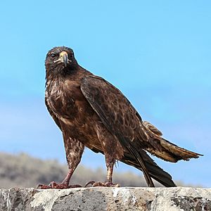 Galapagos hawk 01 (cropped).jpg