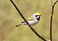 Golden-winged Warbler, Rock Crusher Rd., Sagola, Iron Co., MI, 21 May 2015 (18195370525)