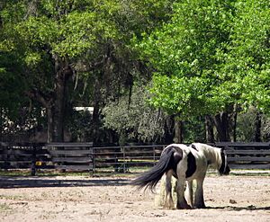 Gypsy Gold Farm, Gypsy Vanner