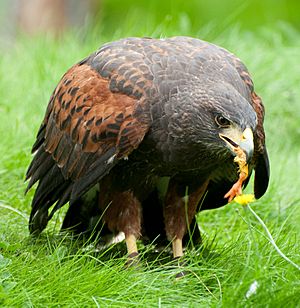 Harriss Hawk being with chick leg (7913337978)