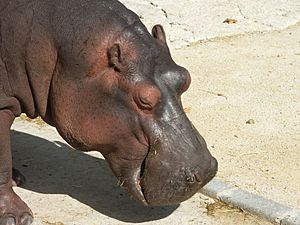 Hippo zoo Lisbon