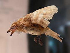 Iberomesornis-model