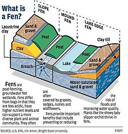 Illustrated diagram of a fen