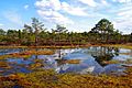 Kakerdaja fen in spring