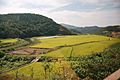 Korea-Gyeongju-Rice paddy field-01