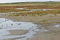 Landscape of Rottumeroog 1