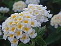 Lantana camara blanca