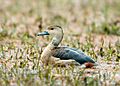 Lesser Whistling Duck (8450582630)