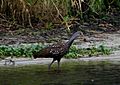 A tawny wading bird with a long orange and gray beak, walking in water near a sandy shore with water grasses in the background