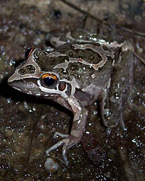 Litoria freycineti.JPG