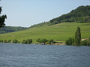 Luxembourg Moselle Vinyards Machtum