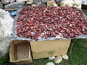 Meat drying to make jerky. Gandhola Monastery, Lahaul