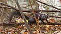 Melanistic eastern gray squirrel 1