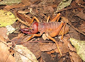 Motuweta isolata