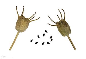 Nigella sativa MHNT.BOT.2015.34.22