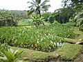 Oahu-Kailua-Ulupoheiau-lo'i