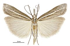 Orocrambus enchophorus male3.jpg