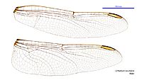 Orthetrum boumiera male wings (34249152203)