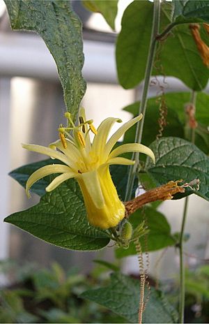 Passiflora citrina BotGardBln1105FlowerD