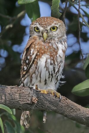 Pearl-spotted owlet (Glaucidium perlatum diurnum).jpg