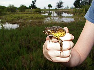 Puerto Rican crested toad