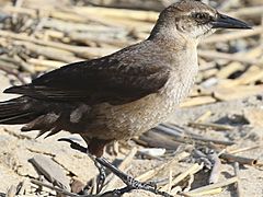 Quiscalus major-female