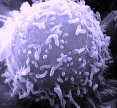 SEM Lymphocyte