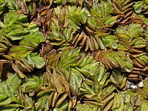 Salvinia molesta kz01