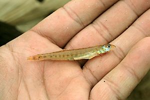 Scaly sand darter (Ammocrypta vivax).jpg